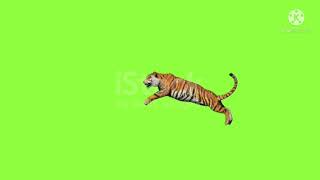 green screen tiger