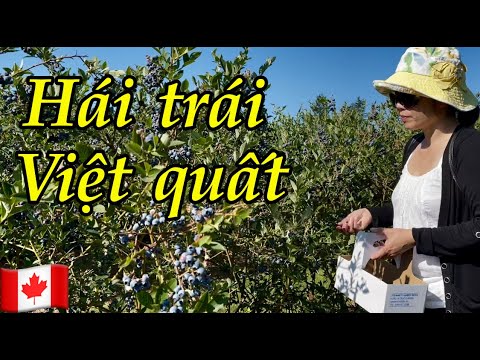 Video: Sunberry - Quả Việt Quất