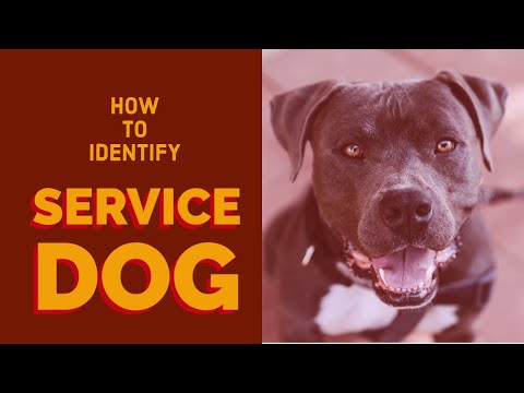 Video: Danger Dogs: Auf vier Arten gut ausgebildete Arbeitstiere helfen uns, uns zu schützen
