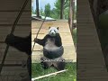 Funny pandas #animallife #panda