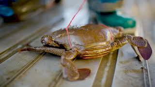 Mud Crabbing with Troy Billin