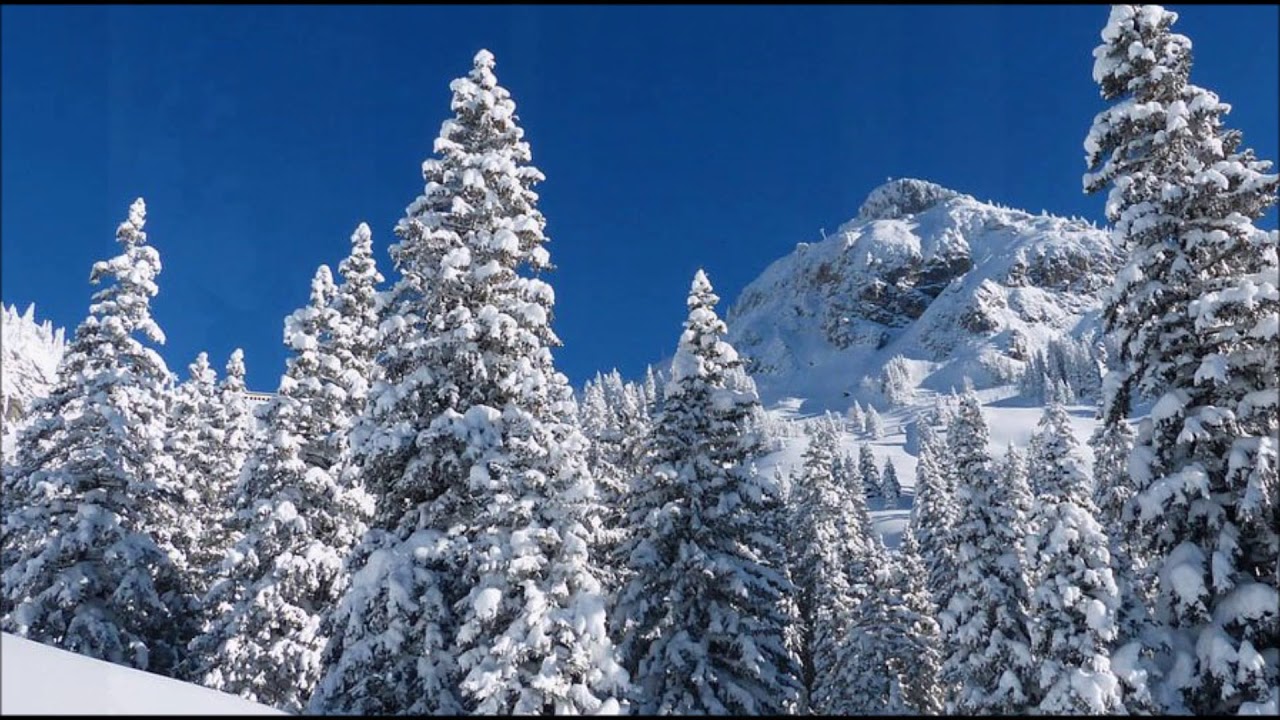 Dank den Bäumen ...