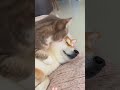 Friendship between doggy and kitty. 🐱🐶🤪😆#LAUGHING #AMUSING #ANIMAL #HILARIOUS #cat #citywalk #ai