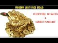 LUCKY MONEY FROG: Activation & Fengshui Placement for Wealth & Career