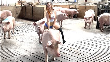 Mastering Hoof Trimming Techniques for Large-Scale Pig Farms #WITHME