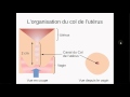 Le col de lutrus au cours du cycle menstruel