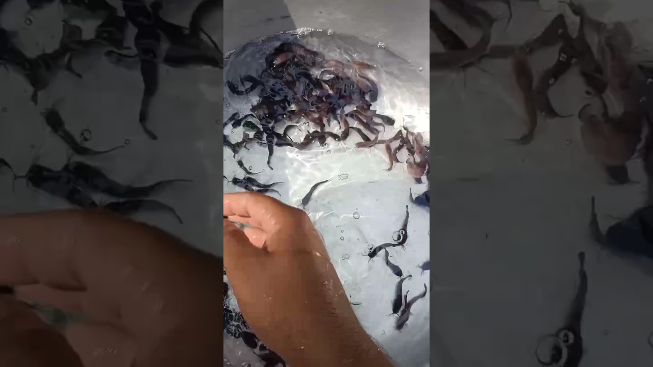 How This Tiny Village Is Revolutionizing Catfish Farming