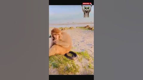 This Monkey