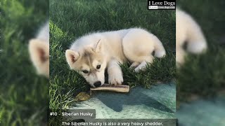 The 10 Dog Breeds That Shed The Most 💖💘🐶 by I Love Dogs 95 views 4 years ago 3 minutes, 21 seconds