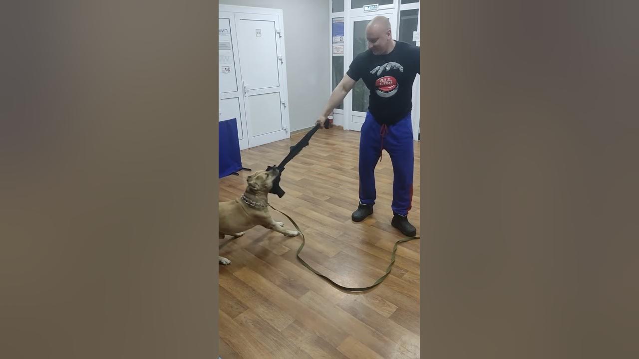 Пит буль - YouTube