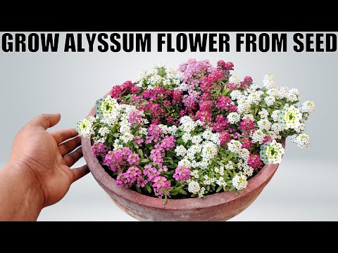 تصویری: آیا می توانید آلیسوم را در گلدان پرورش دهید - ظروف کاشت گل های شیرین آلیسوم