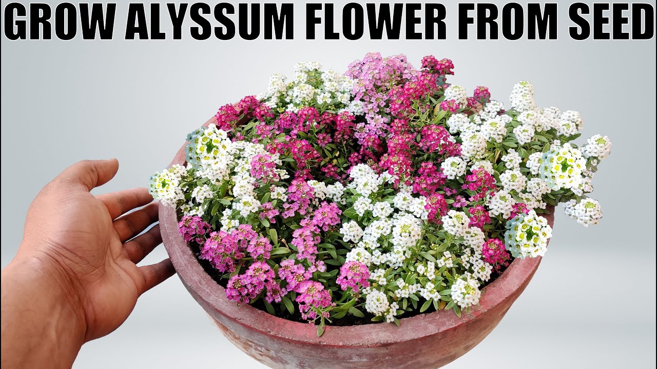 How To Grow Alyssum Flower | SEED TO - YouTube