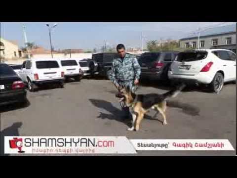 Video: Թոշակառու ոստիկանական շանը կենդանիների ապաստարան հանձնելու համար իջեցված սպա