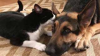 Кошка и пёс при хозяйке нарочито ненавидели друг друга, но стоило ей выйти из комнаты… Кошка и пёс при хозяйке нарочито ненавидели друг друга, но стоило ей выйти из комнаты…