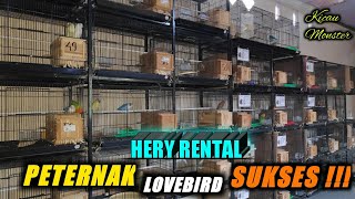 Kandang Ternak Lovebird HERY RENTAL tak pernah sepi warna warni si paruh bengkok!