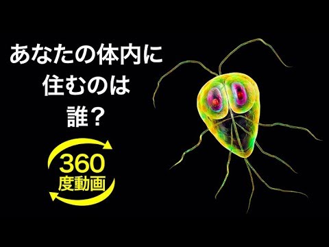 体内にいるバクテリアってどれくらい？360度動画