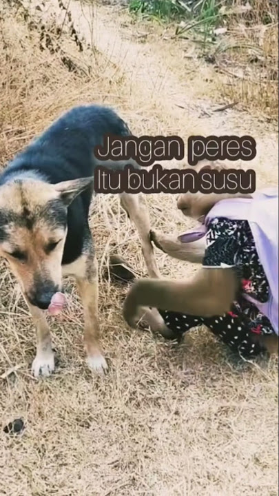 kejadian lucu bikin ngakak, monyet dan anjing #monyet #monyetlucu #anjing #anjinglucu #duniahewan