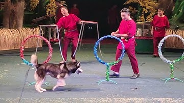 Xiếc Thú 2024 tại Tp.HCM