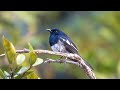 Birds of Nimati Wetlands with Canon EOS R6 - December 2022