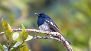 Birds of Nimati Wetlands with Canon EOS R6 - December 2022