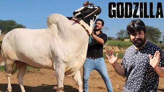 Dera Zulfi Da (Part 02) - Extremely Aggressive Bulls 2024 - Cow Mandi 2024 - Bakra Mandi 2024