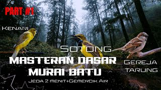 MASTERAN DASAR MURAI BATU ep#1 Kenari . Sogon . Burung Gereja tarung || MASTERAN BURUNG MURAI