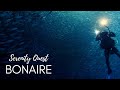 BONAIRE DIVERS PARADISE - CARIBBEAN SEA  BEST DIVING - 4K VIDEO