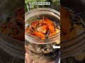 হোমমেড হেয়ার অয়েল। #everyone #foryou #beauty #shortsfeed #highlights #yt_shorts #vairal #haircare #a