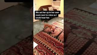 Misjudged shelter pup proves kindness wins! #AdoptDontShop #ShelterPuppySurprise by Kelaroo’s Ruff Ranch 596 views 7 months ago 1 minute, 43 seconds