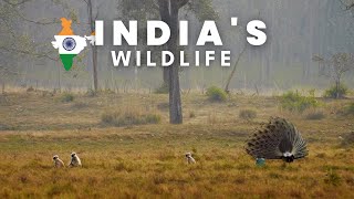 Wildlife Sanctuaries in India | Wildlife | Animals | No Copyright Video | Free Stock Footage screenshot 1