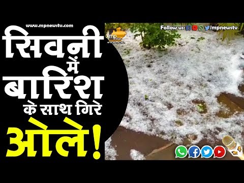 सिवनी में बारिश के साथ गिरे ओले, फसलों को हुआ भारी नुकसान! MP News Seoni