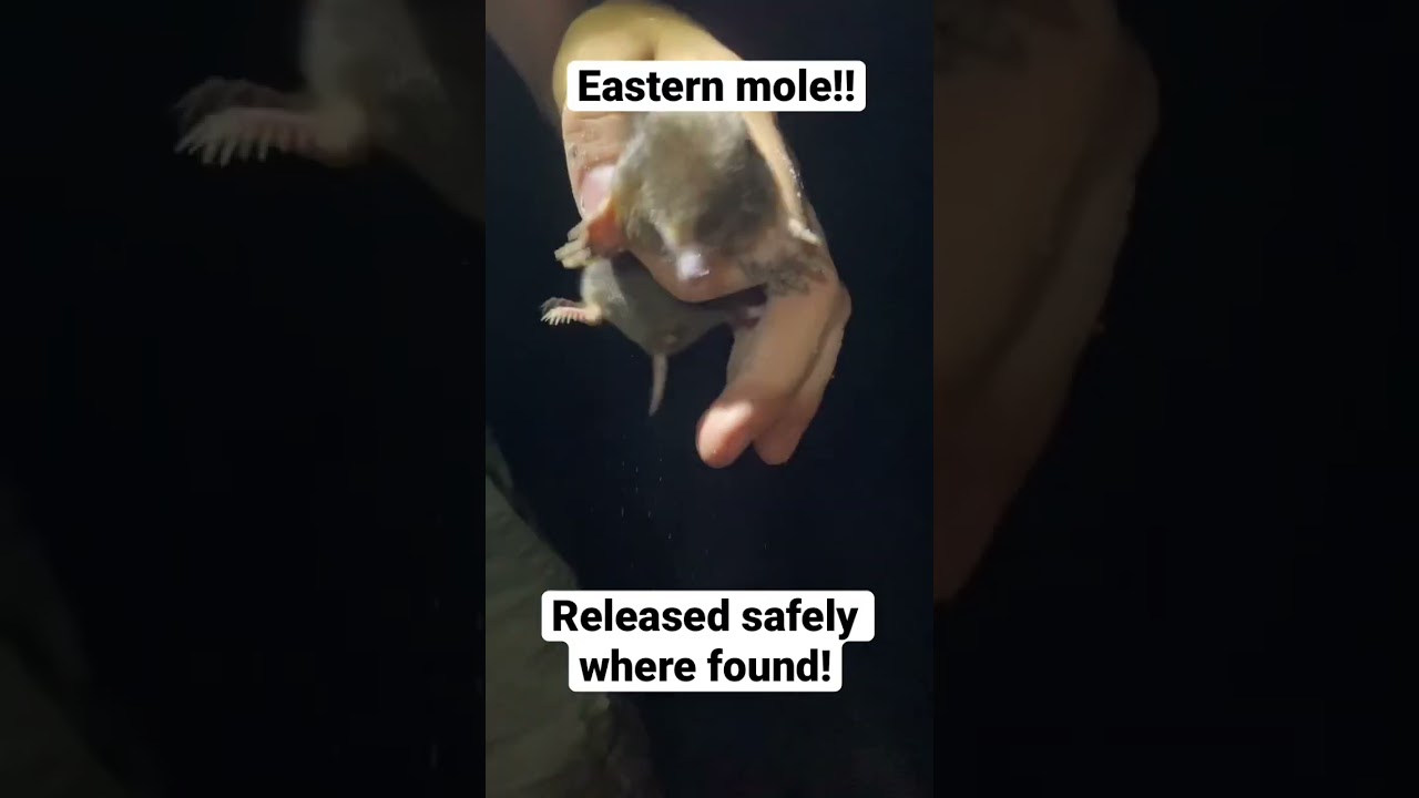 Eastern mole :)