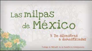 3.- Las milpas de México, de silvestres a domesticadas, versión en Náhuatl