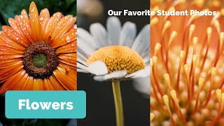 Reviewing the Top Student Photos: Flower Photography