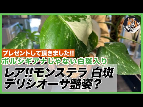 モンステラ】意外とレアな白斑入りデリシオーサ(艶姿？)を