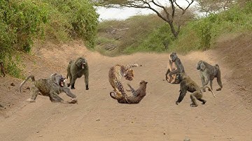 Macan Tutul Bertarung Baboon Malah Nonton, 17 Momen SERU Hewan Terekam Kamera