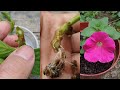 How to grow petunias from cuttings | Propagate the petunia plant