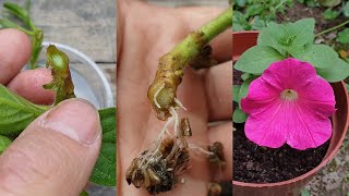 Plant cuttings | How to grow petunias from cuttings | Propagate the petunia plant