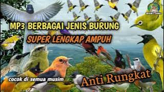 suara pikat segala jenis burung kecil dan besar terbaru 2024 anti zonk‼️