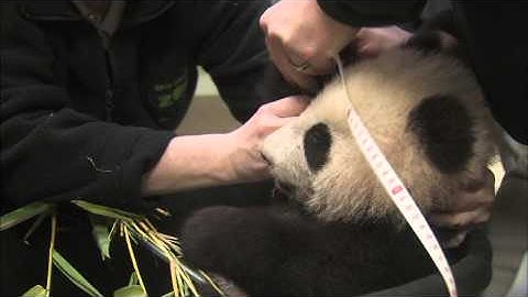 Starting the New Year Healthy - Panda Cub 20th Exam