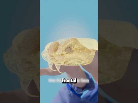 Cómo hacer una víbora con tu mano￼ 😱🐍