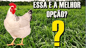 Qual mato a galinha come?