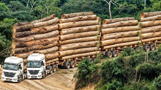 INCREDIBLE ! 135 Biggest Wood Logging Truck Industrial Machines Operator Skill At Another Level