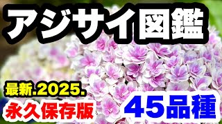 さとです。紫陽花  3点 アジサイ：プリンセス シャーロット3号ポット* の通販 | 園芸ネット