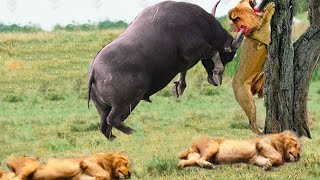 Angry Buffalo herd attack Lions very hard, Wild Animals Attack