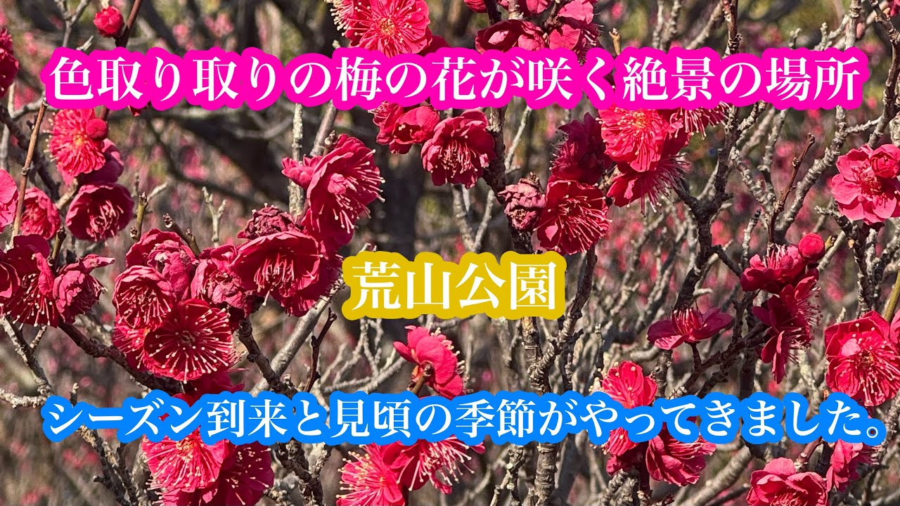 シーズン到来！この季節のお出かけにピッタリの梅の花香る公園に行ってみました！#関西#大阪府#観光