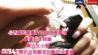 THE CAT SHOW☘BBHOCHAN小奶貓的餵養方法和注意事項 真實分享經驗  剛出生小貓如何人工餵奶及照顧直到斷奶全實錄
