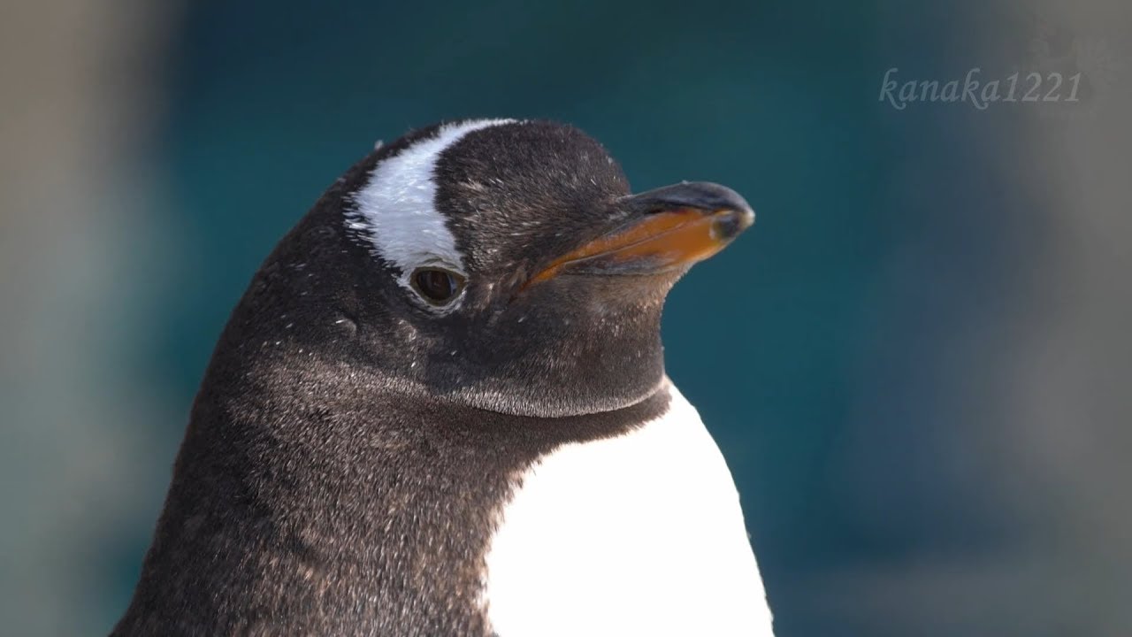 旭山動物園 おジャマなジェンツーペンギン37番 - YouTube