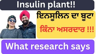 465 -  Insulin plant ! What research says! ਇਨਸੂਲਿਨ ਦਾ ਬੂਟਾ ! ਕਿੰਨਾ ਅਸਰਦਾਰ !!