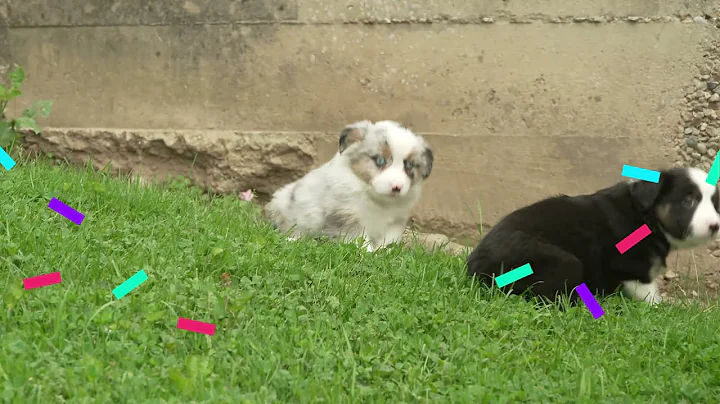 Ammon Yoder's Mini Aussie Puppies